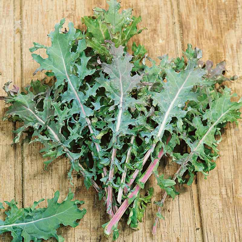 Organic Kale Seeds - Red Russian