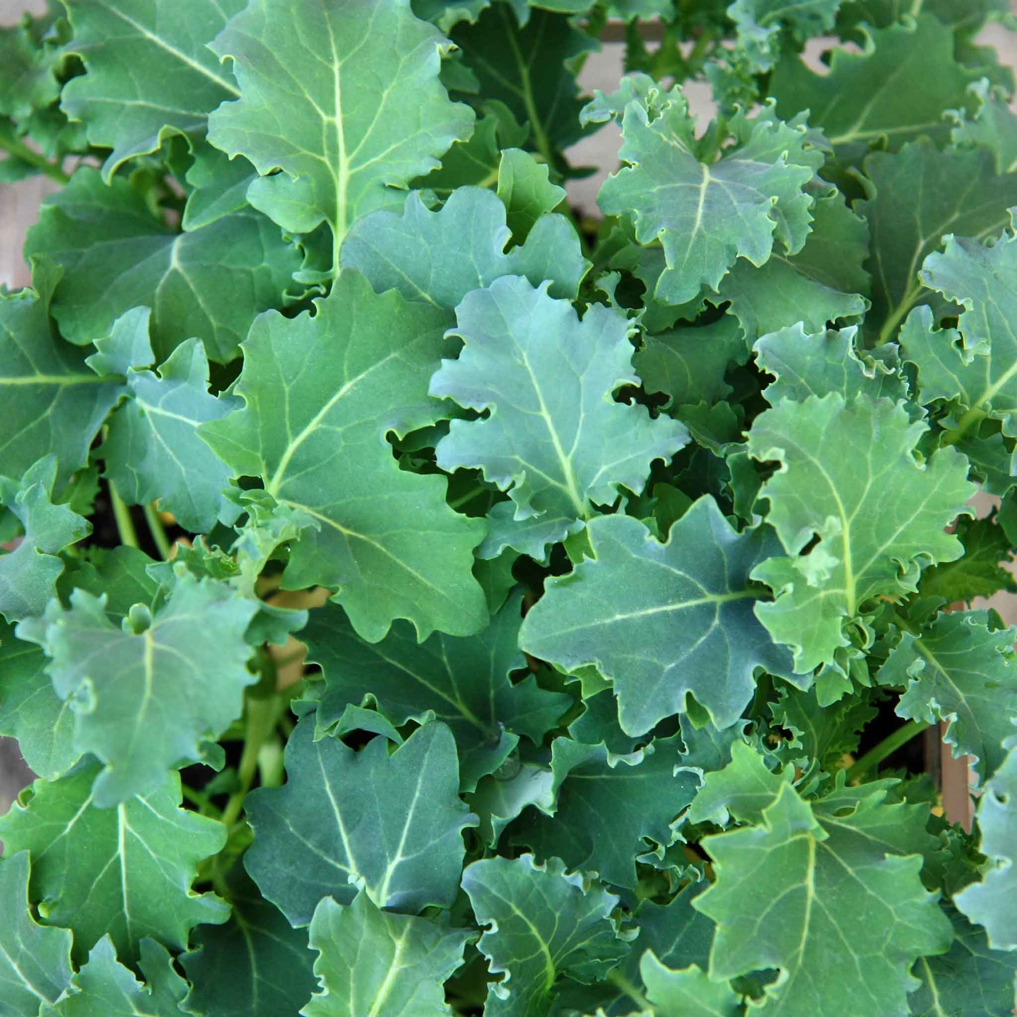 Kale Seeds - Premier