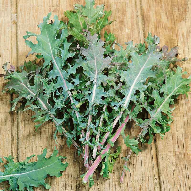 Kale Seeds - Red Russian