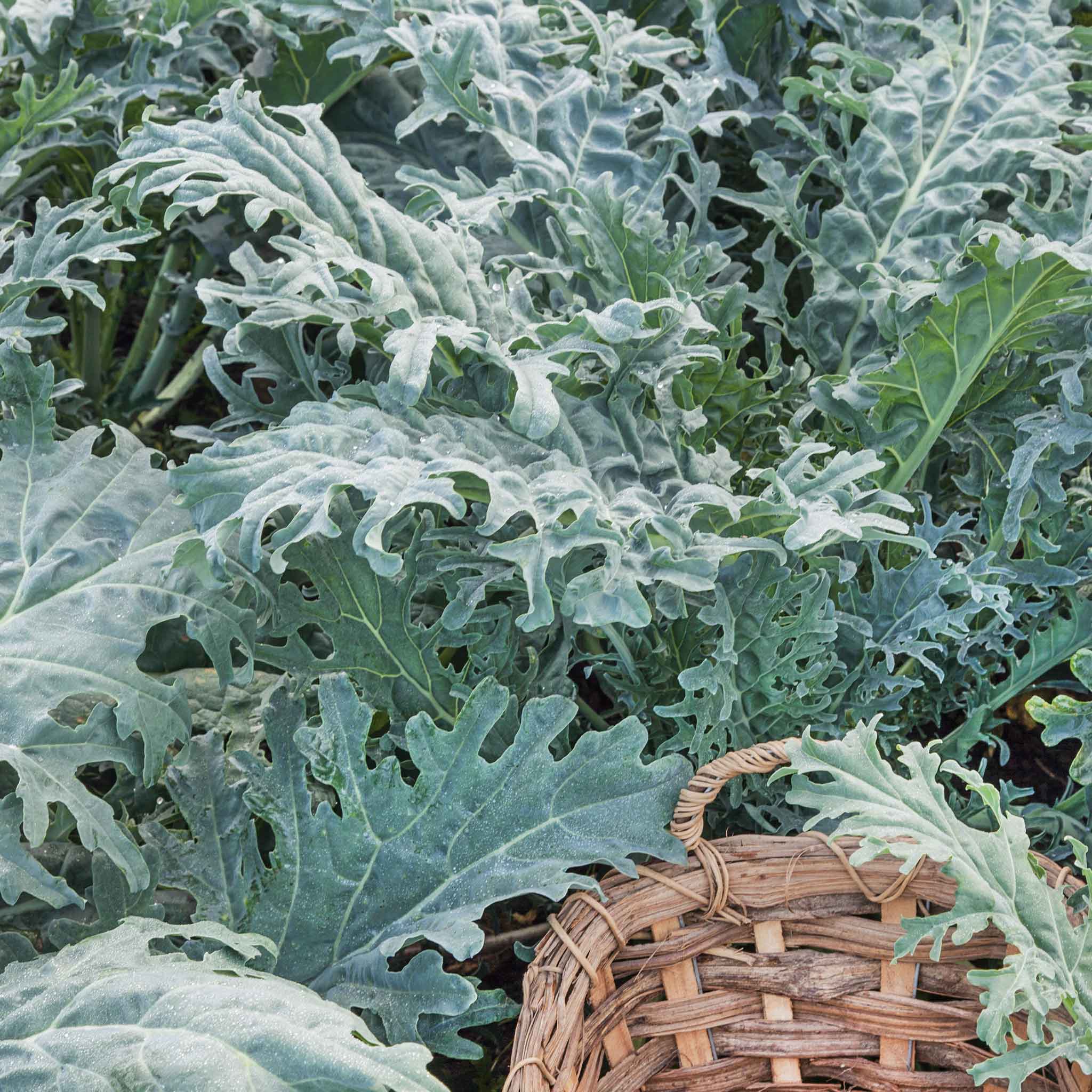 Kale Seeds - White Russian