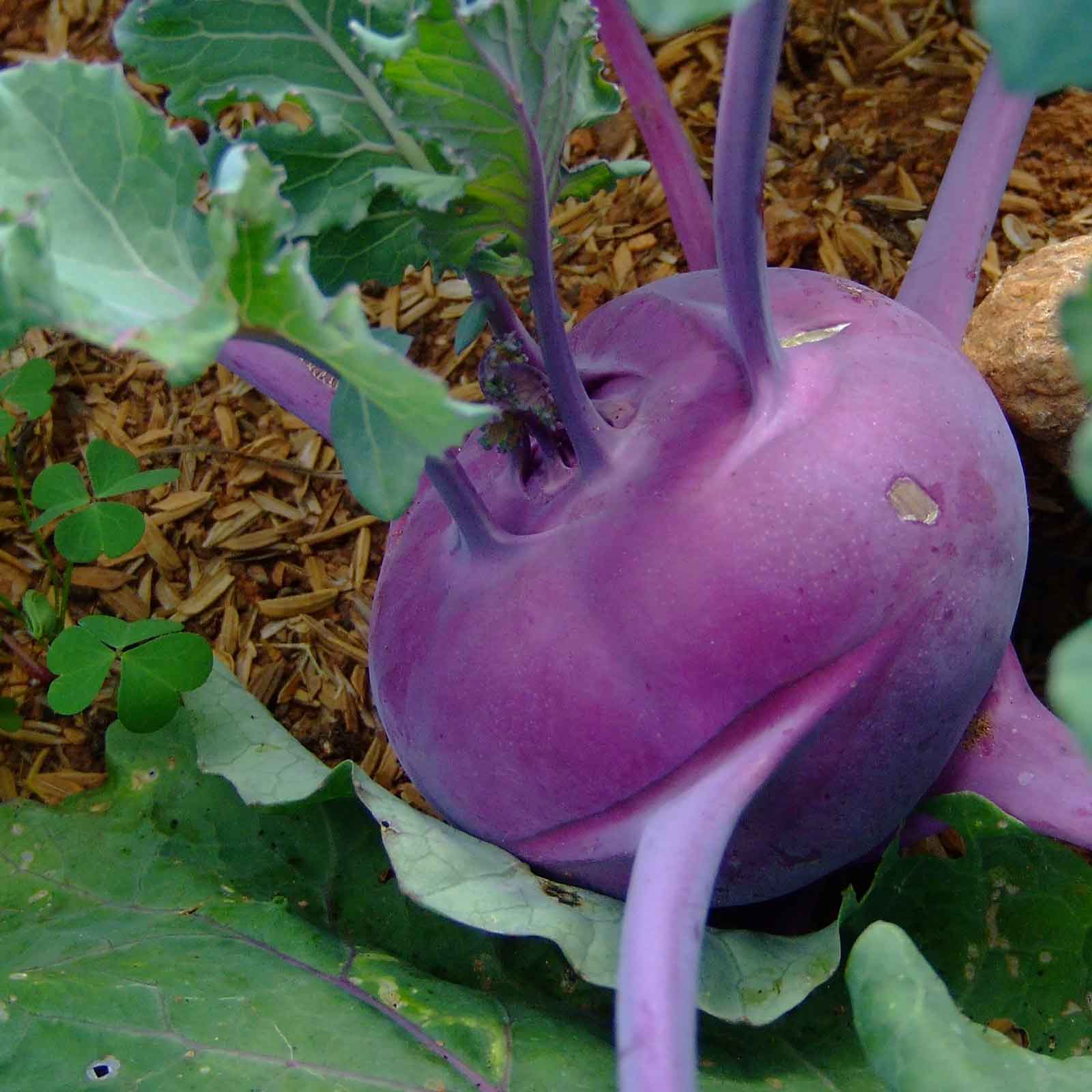 Kohlrabi Seeds - Purple Vienna