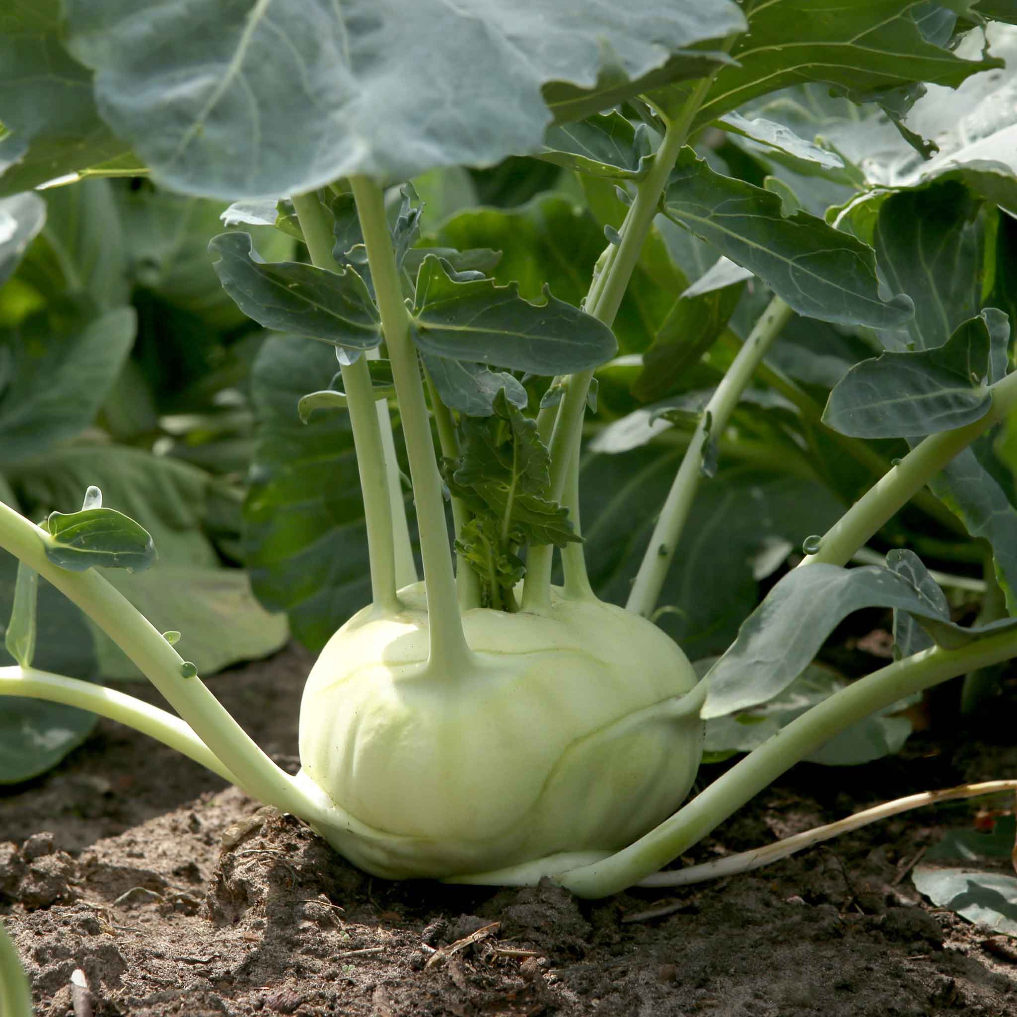 Kohlrabi Seeds - White Vienna