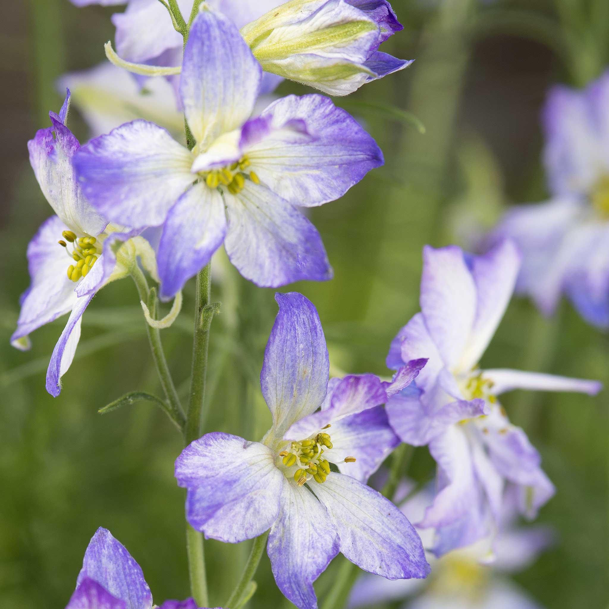 Larkspur Seeds - Frosted Skies