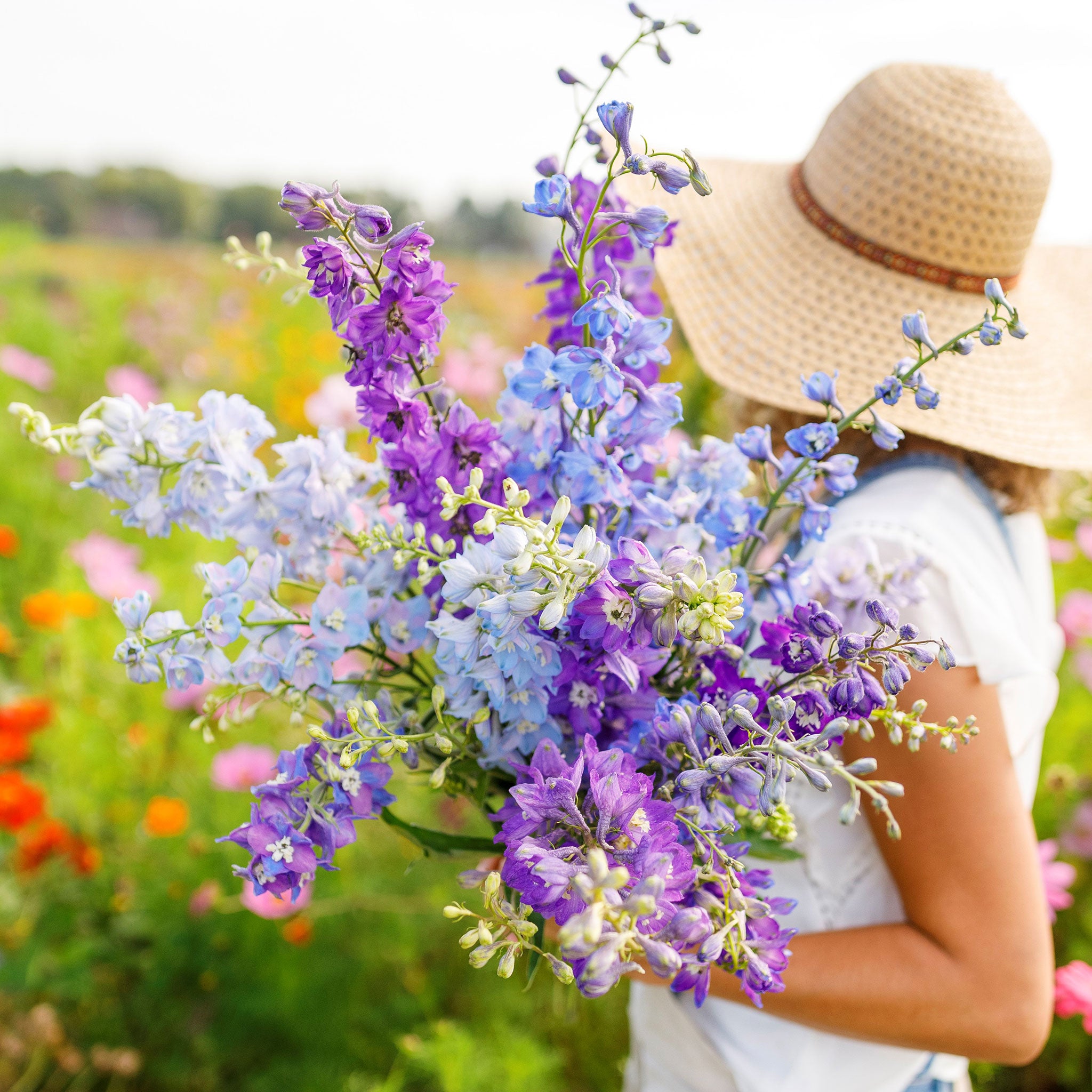 Rocket Larkspur Seeds - Tall Mix