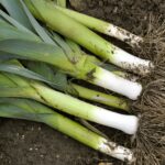 Organic Leek Seeds - American Flag