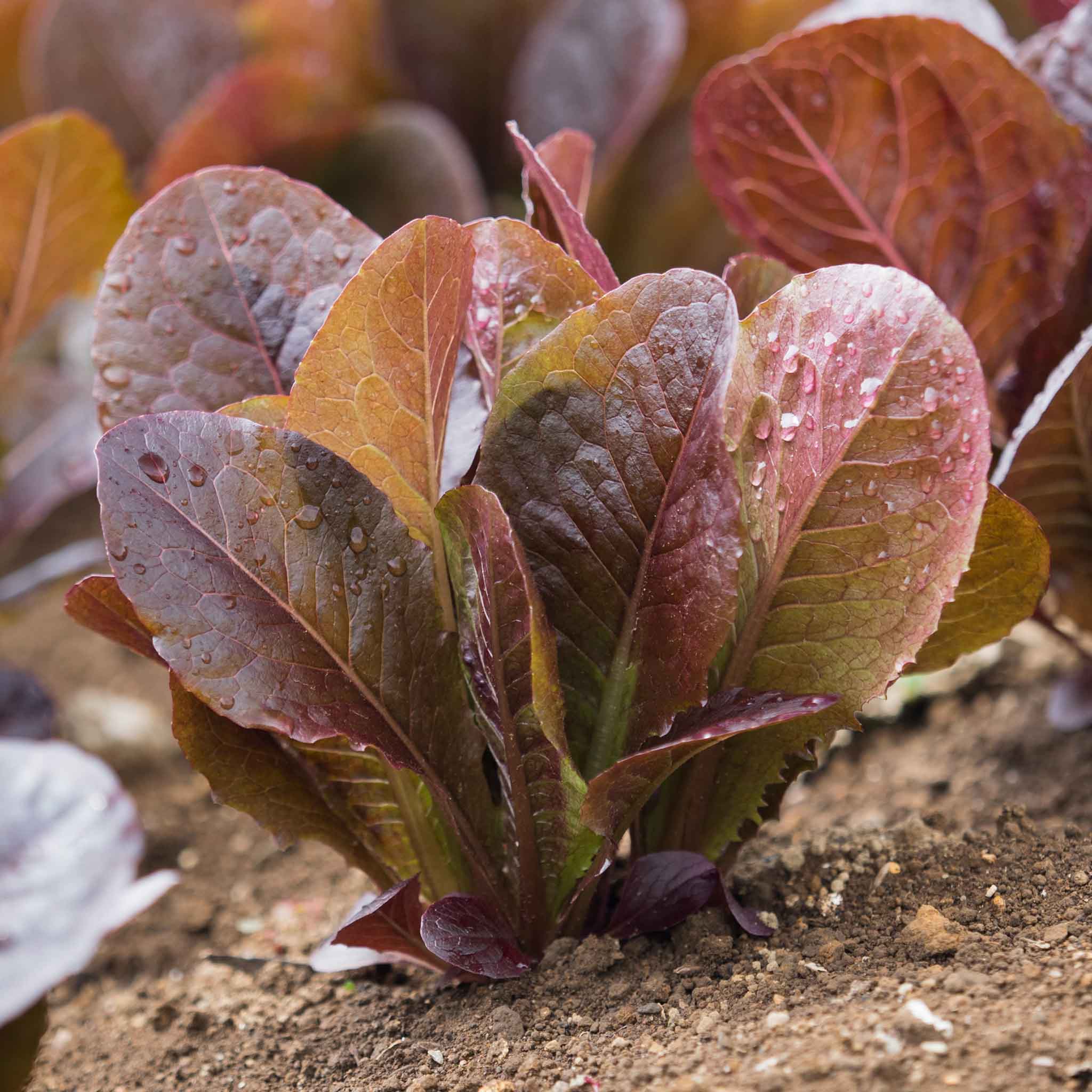 Lettuce Seeds - Cimarron