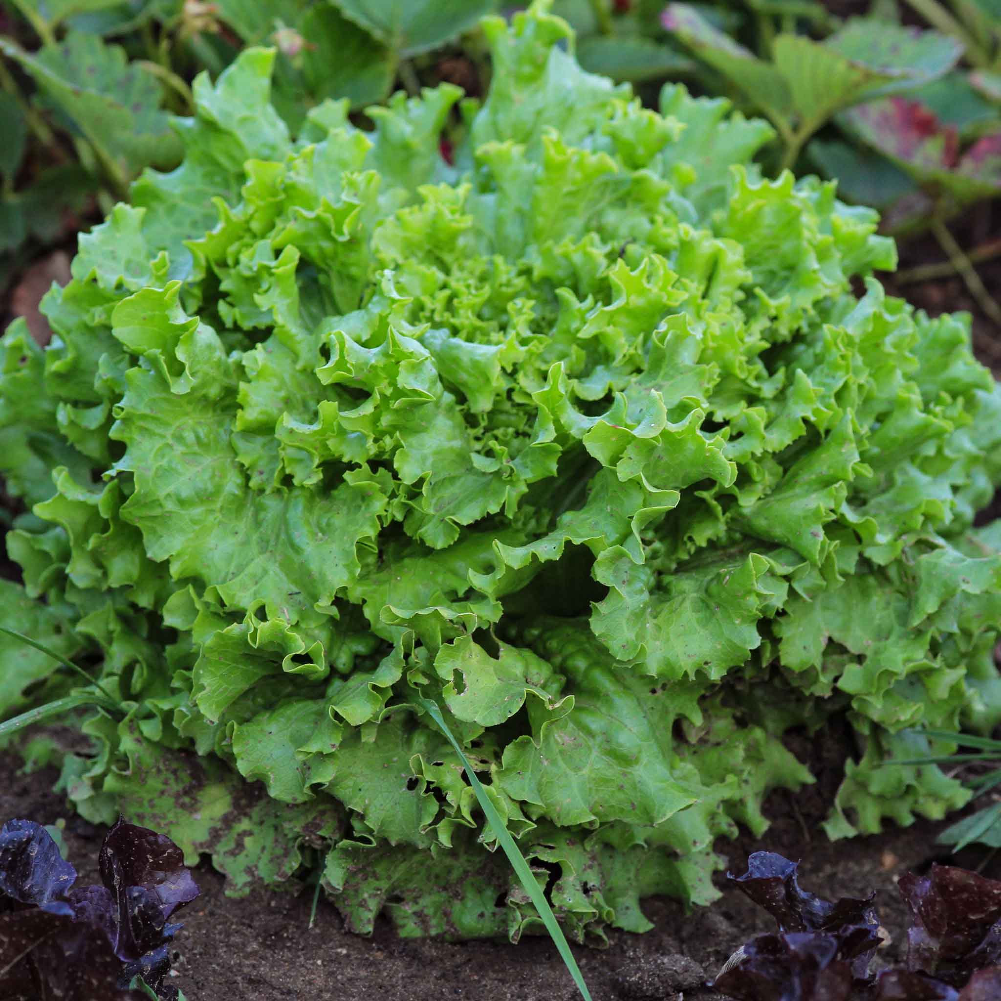 Lettuce Seeds - Grand Rapids TBR