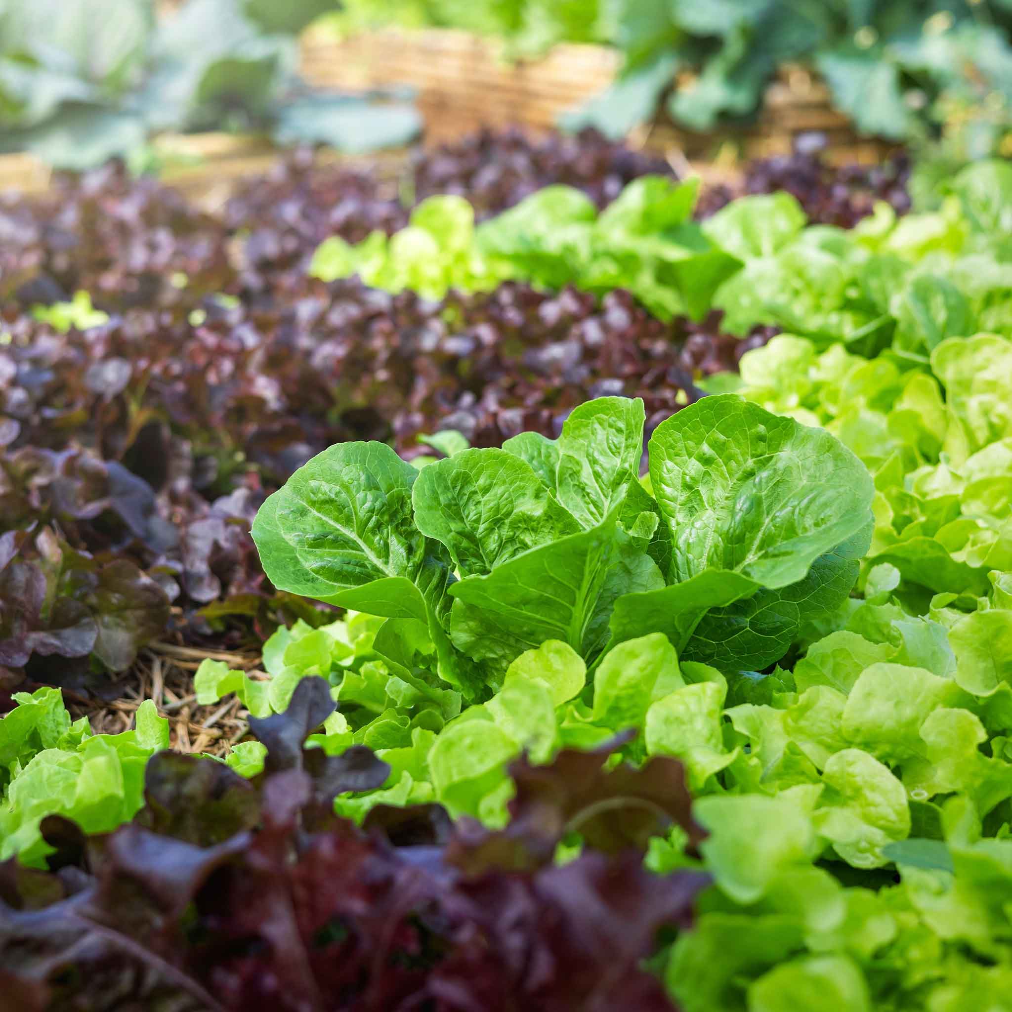 Lettuce Seeds - Leaf Blend