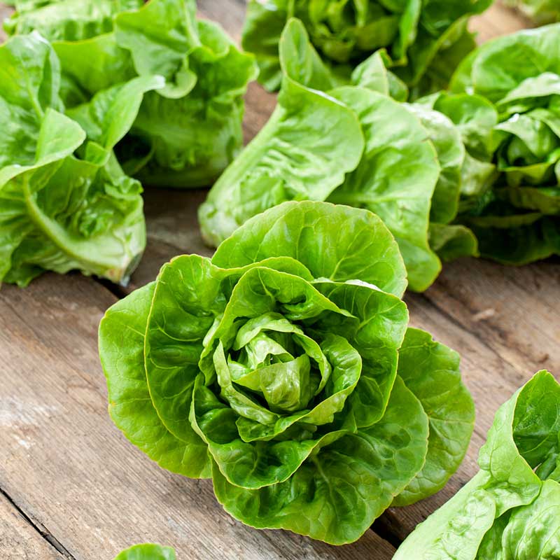 Lettuce Seeds - Little Gem