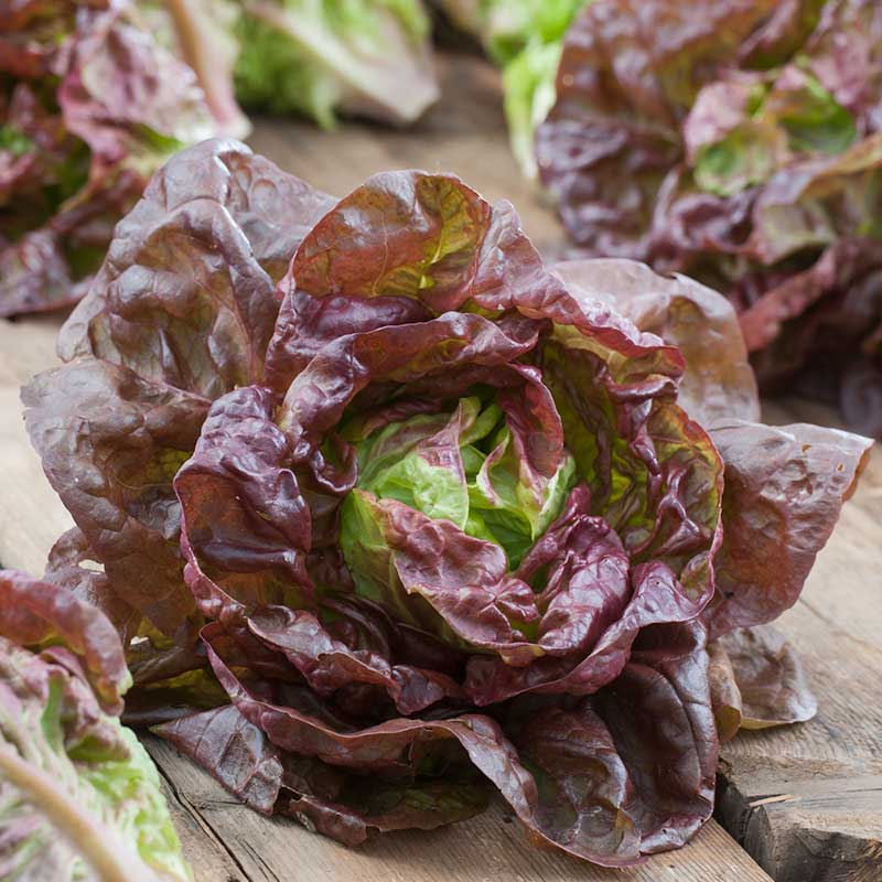 Lettuce Seeds - Marvel of Four Seasons