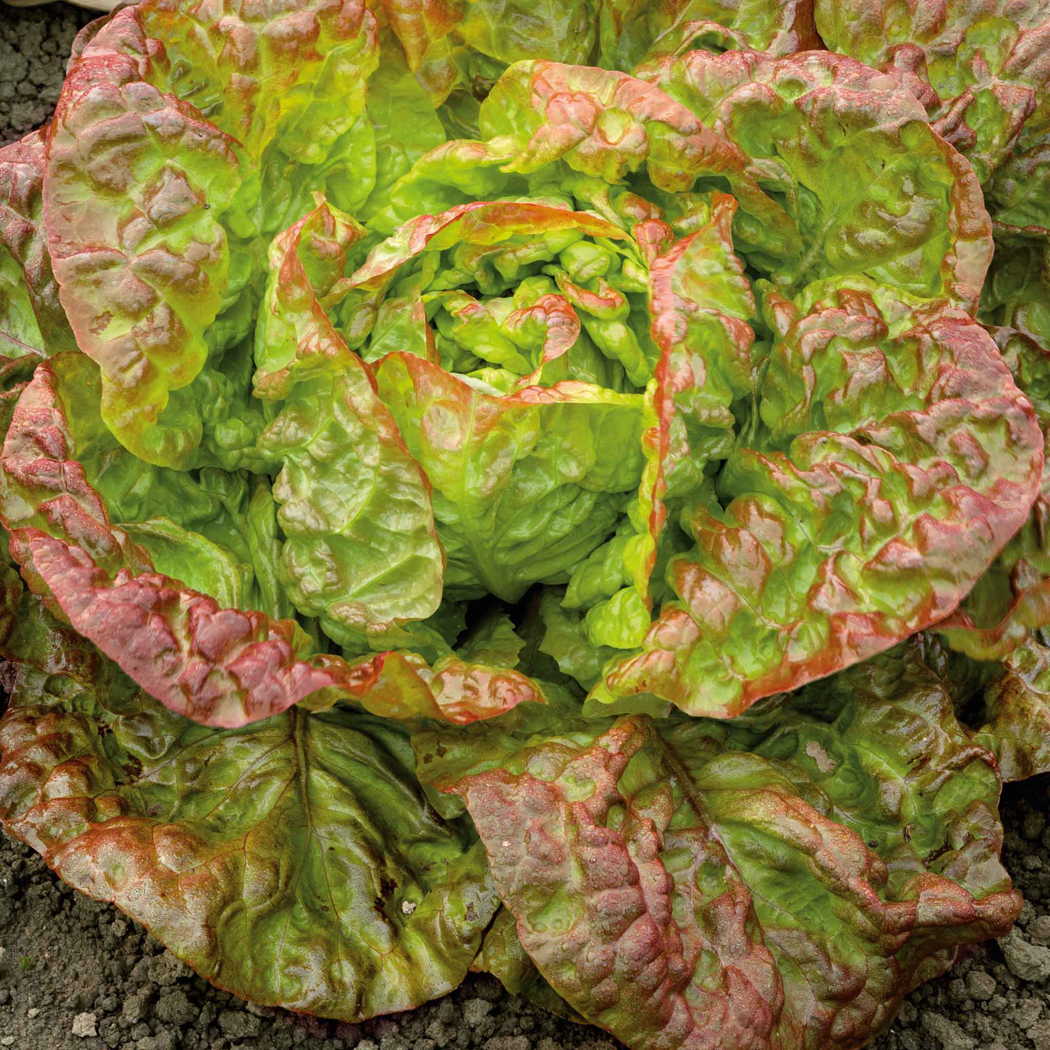Lettuce Seeds - Marvel of Four Seasons