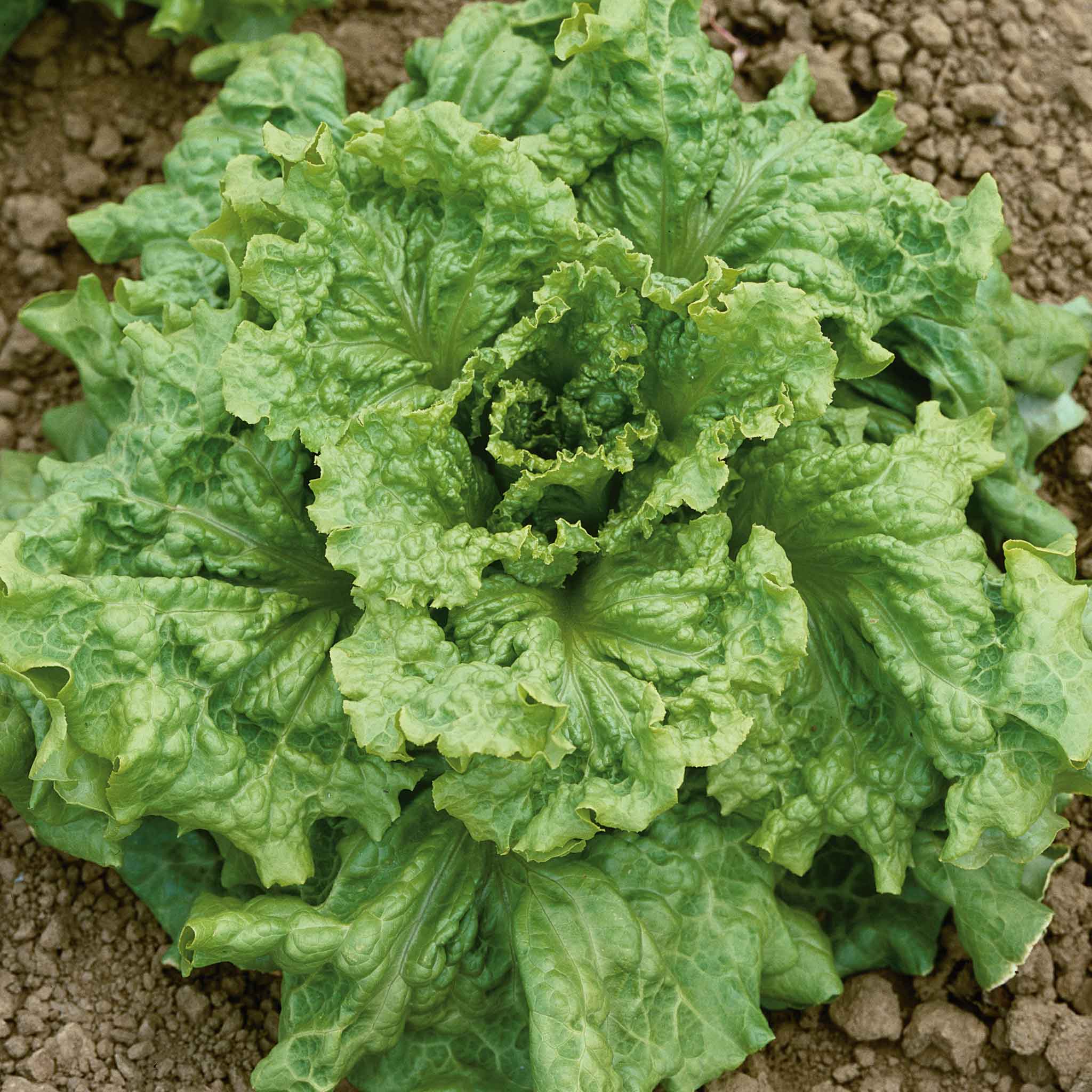 Organic Lettuce Seeds - Black Seeded Simpson