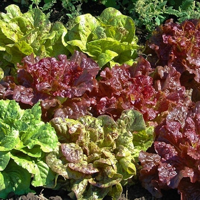 Organic Lettuce Seeds - Garden Blend