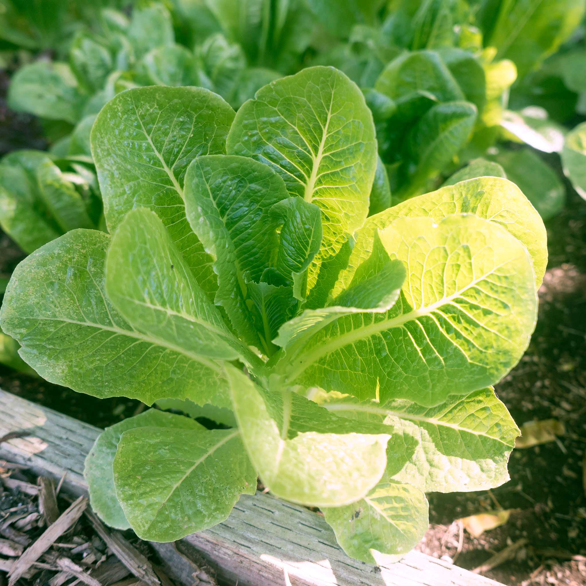 Organic Lettuce Seeds - Romaine Little Caesar