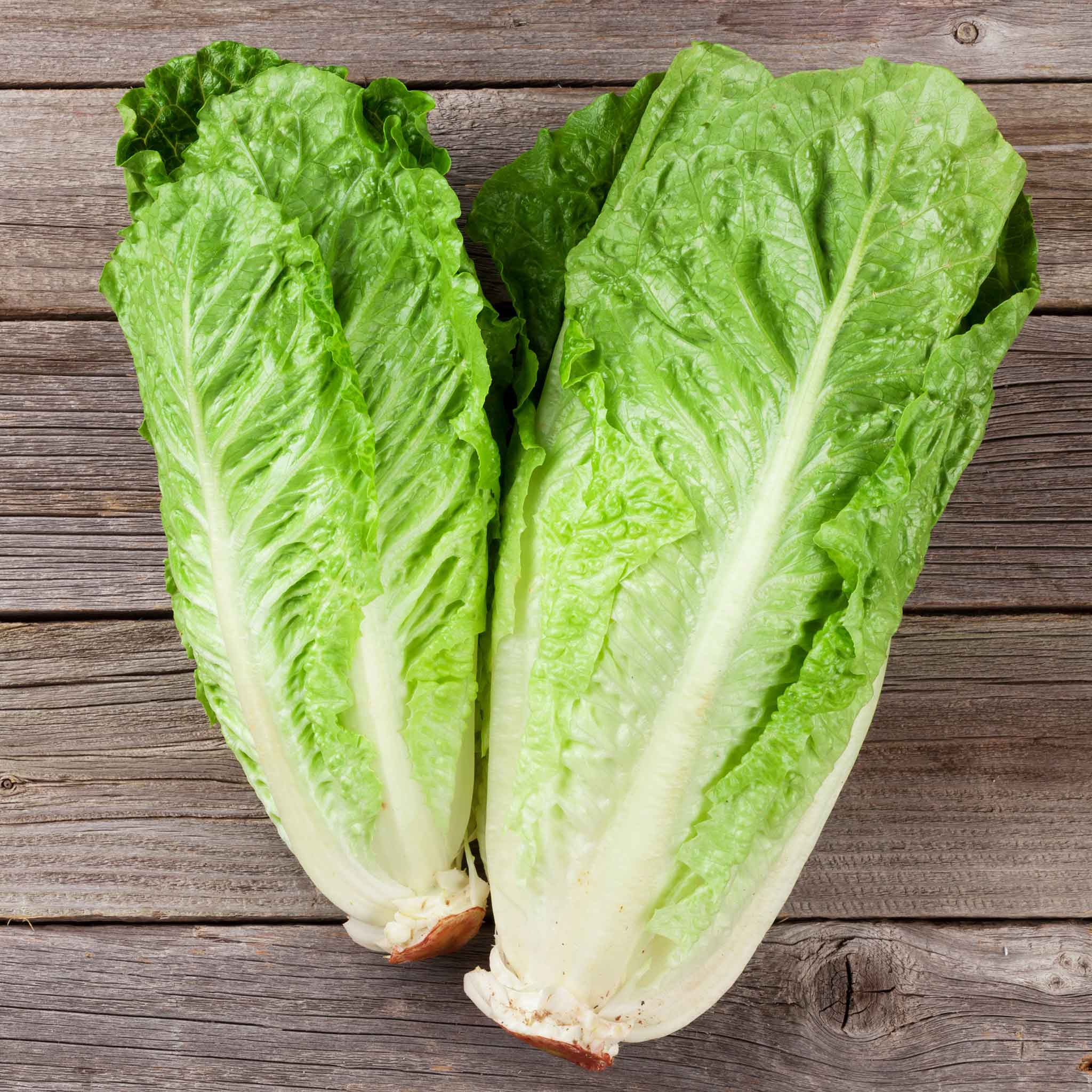 Organic Lettuce Seeds - Parris Island Cos