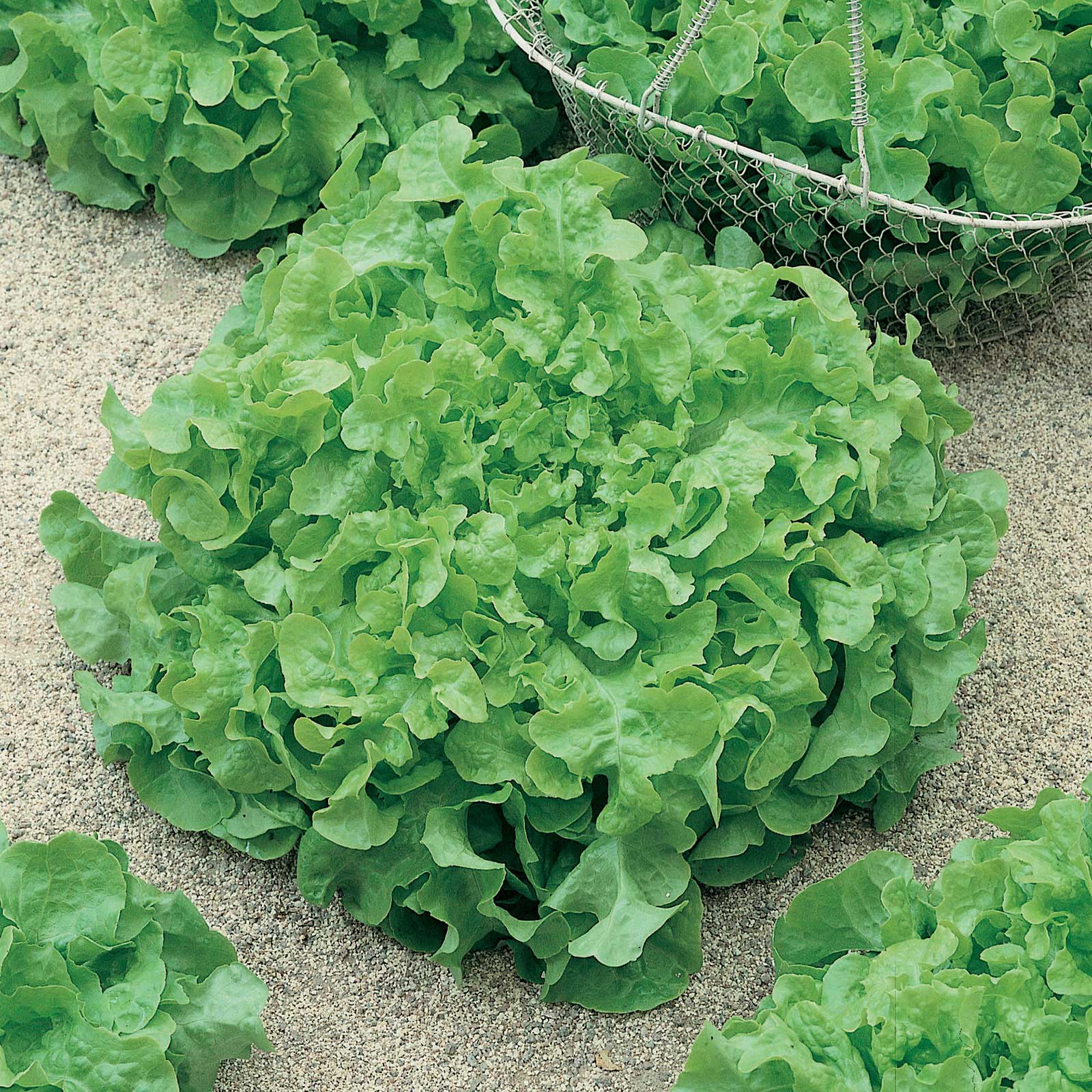 Organic Lettuce Seeds - Salad Bow