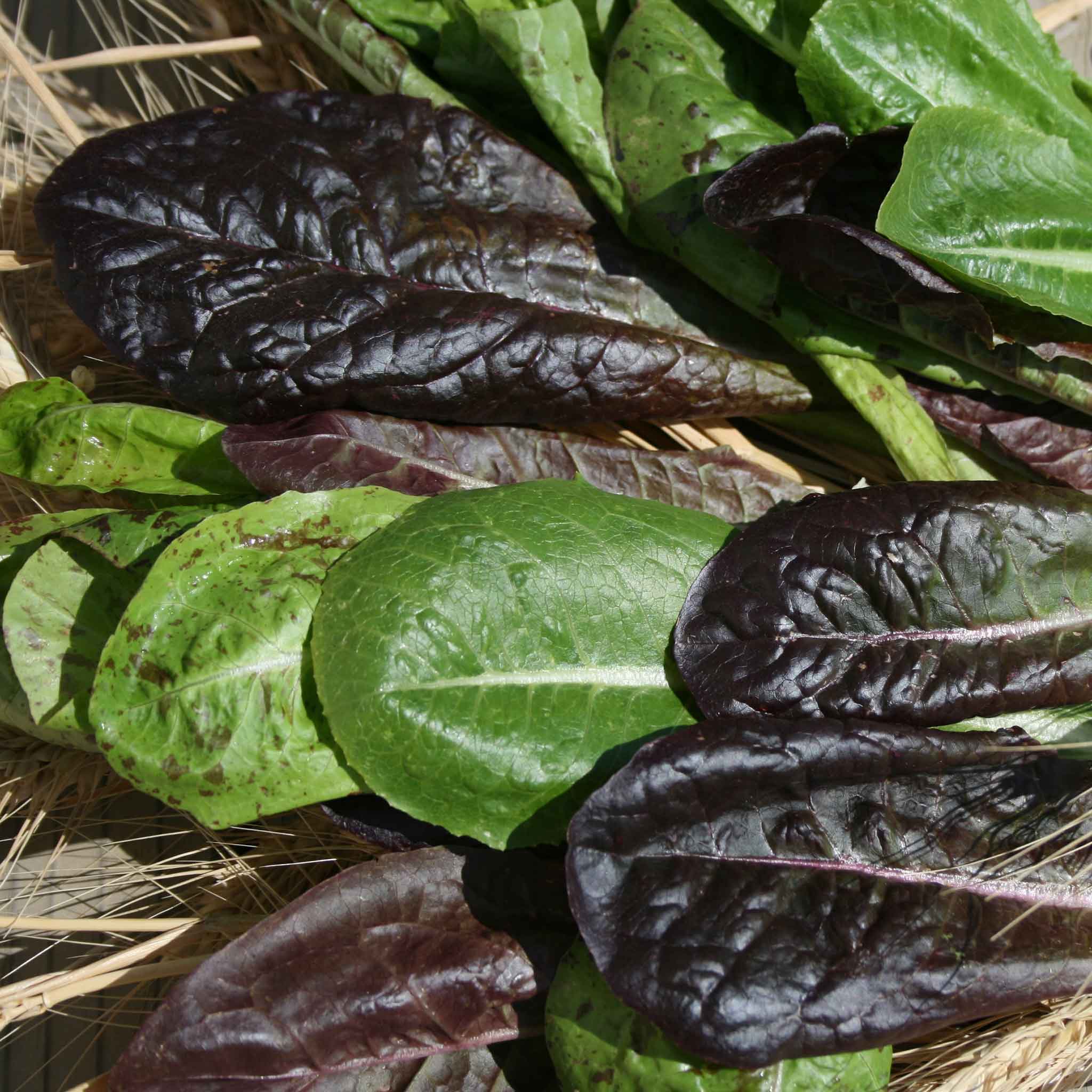 Organic Lettuce Seeds - Tricolor Romaine Mix
