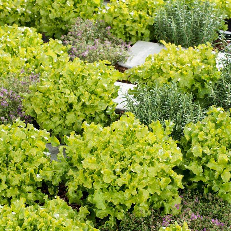 Lettuce Seeds - Salad Bowl - Green