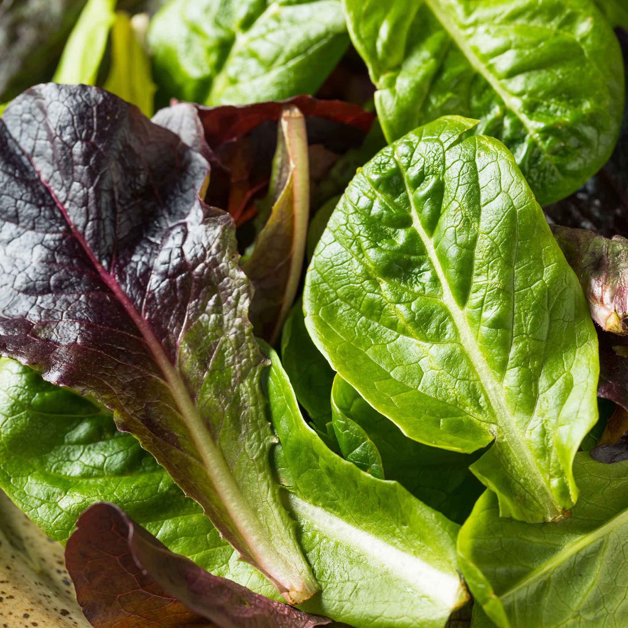 Lettuce Seeds - Tricolor Romaine Mix