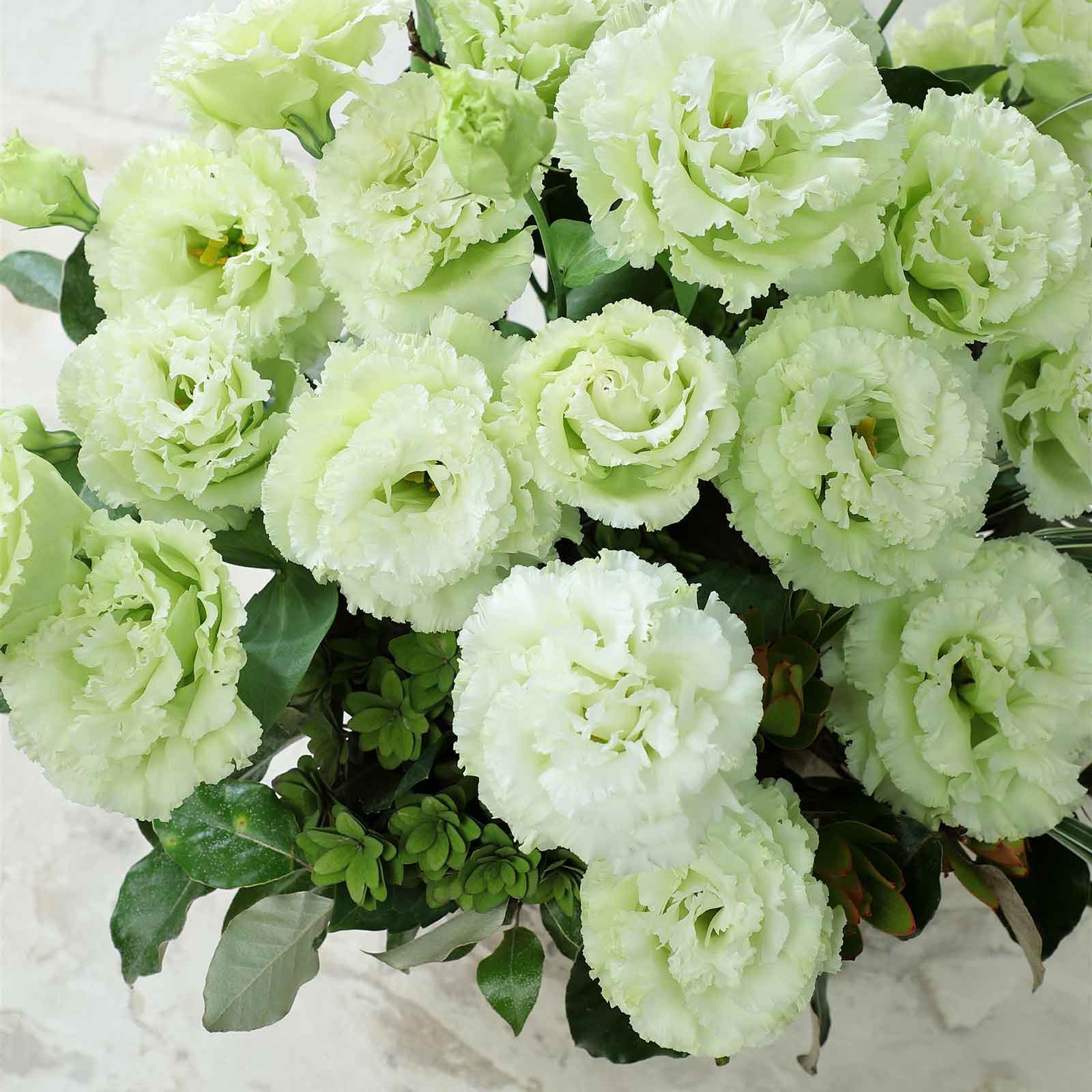 Lisianthus Seeds - Voyage Green