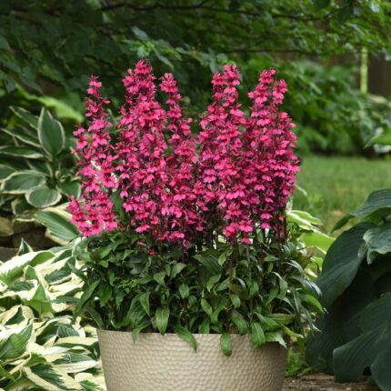 Lobelia Seeds - Starship Rose