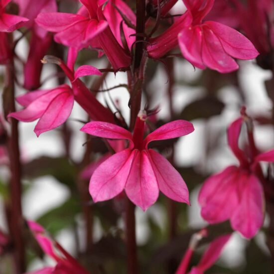 Lobelia Seeds - Starship Rose