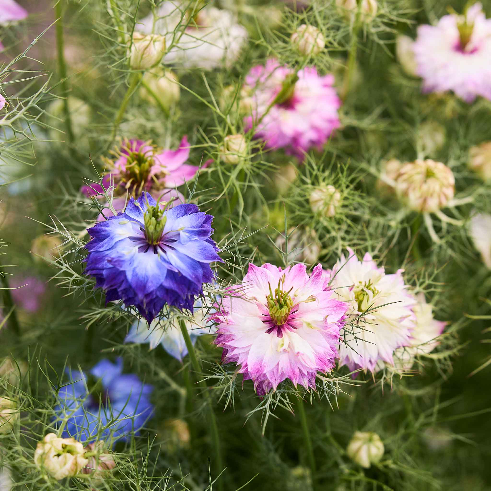 Love in a Mist Seeds - Miss Jekyll Double