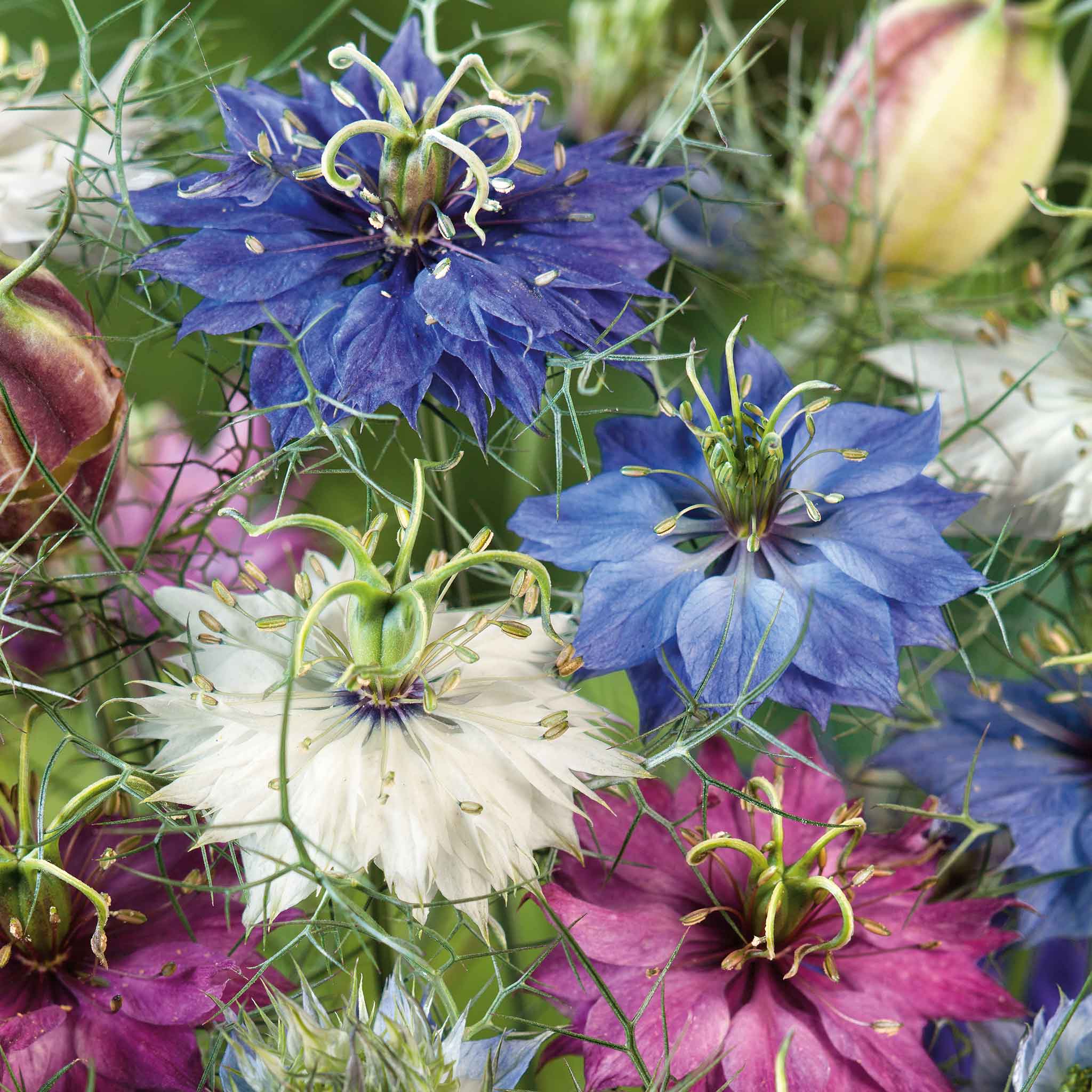 Love in a Mist Seeds - Miss Jekyll Double