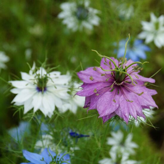 Love in a Mist Seeds - Miss Jekyll Double
