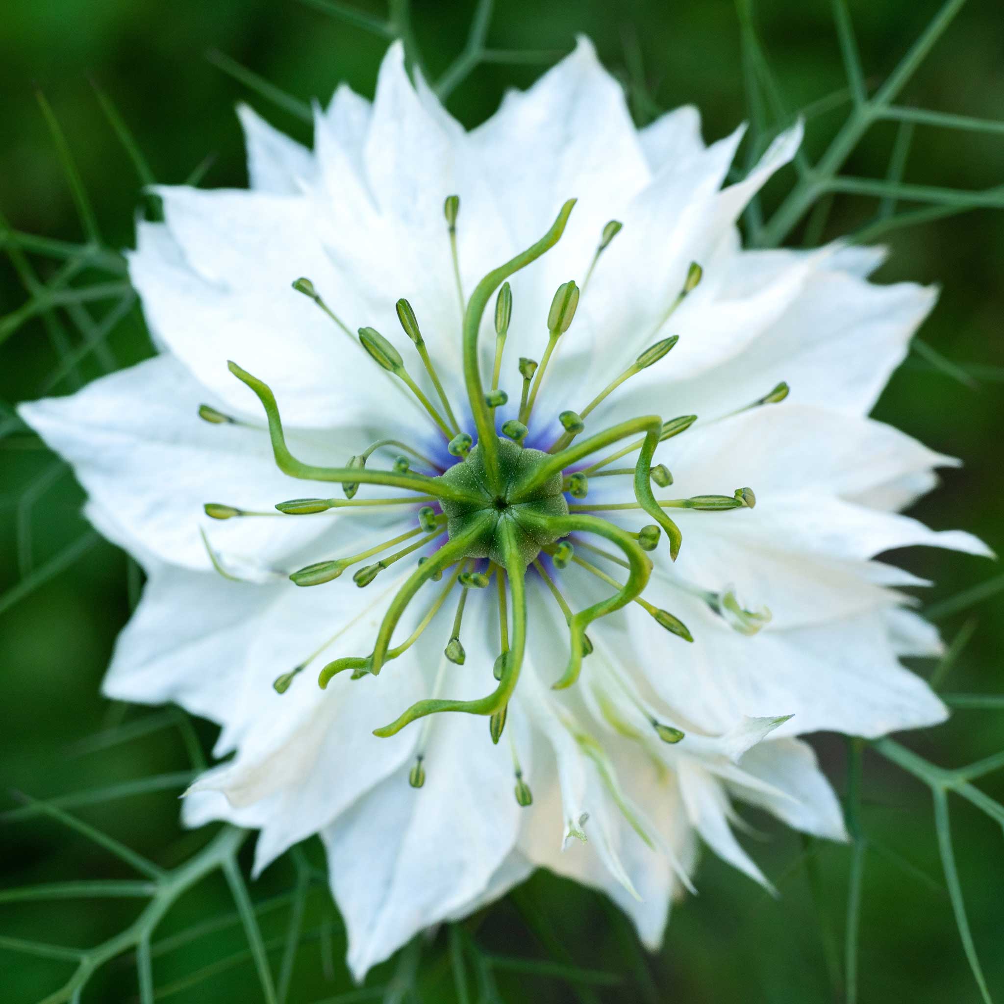 Love in a Mist Seeds - Miss Jekyll White