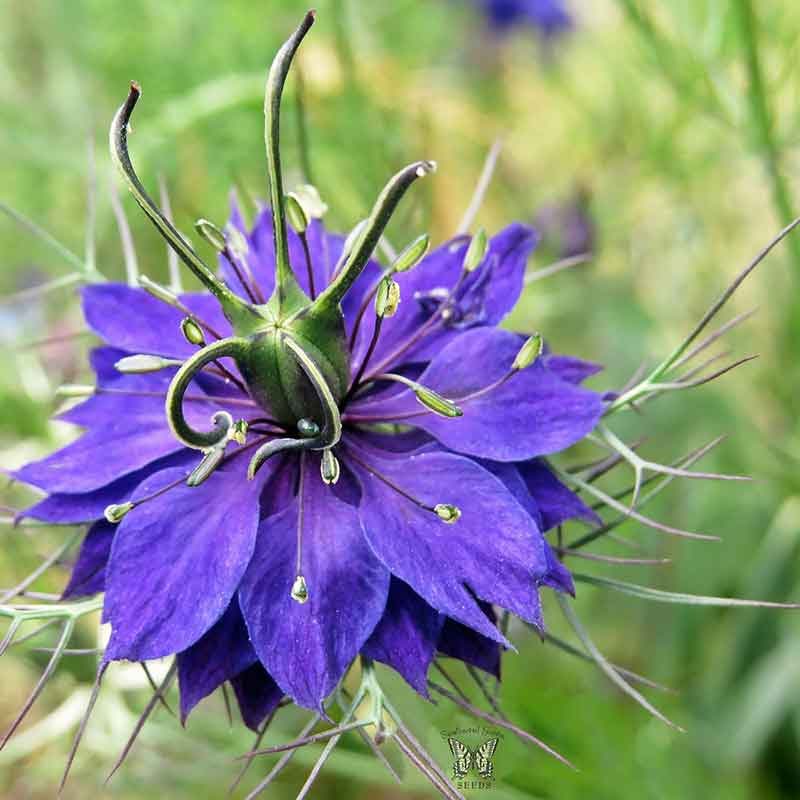 Love in a Mist Seeds - Persian Jewels Indigo Blue