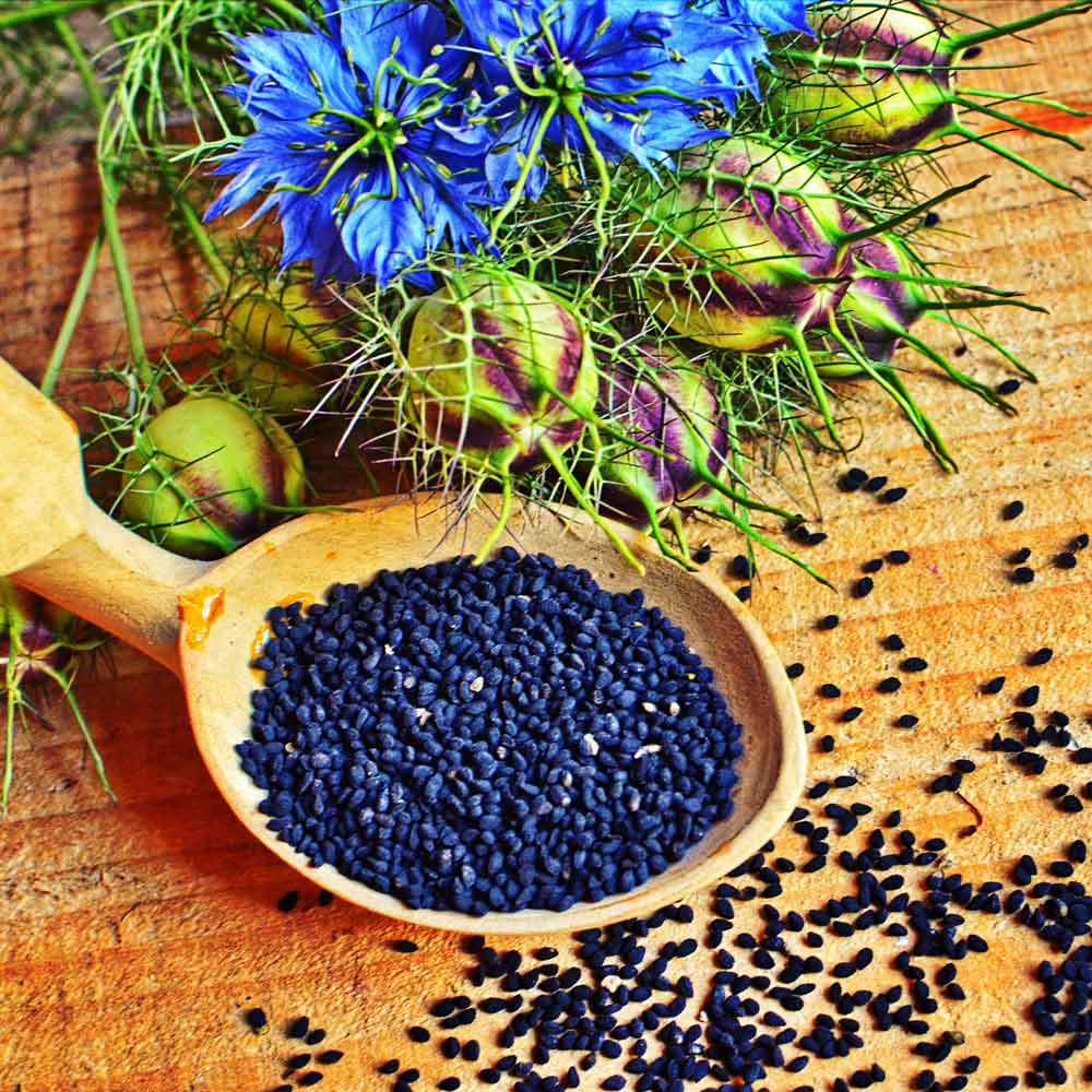 Love in a Mist Seeds - Blue