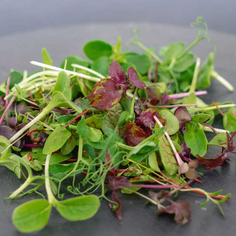 Microgreen Seeds - Microgreen Rainbow Blend
