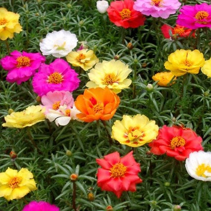 Moss Rose Seeds - Double Mix