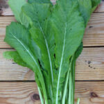 Mustard Seeds - Tendergreen