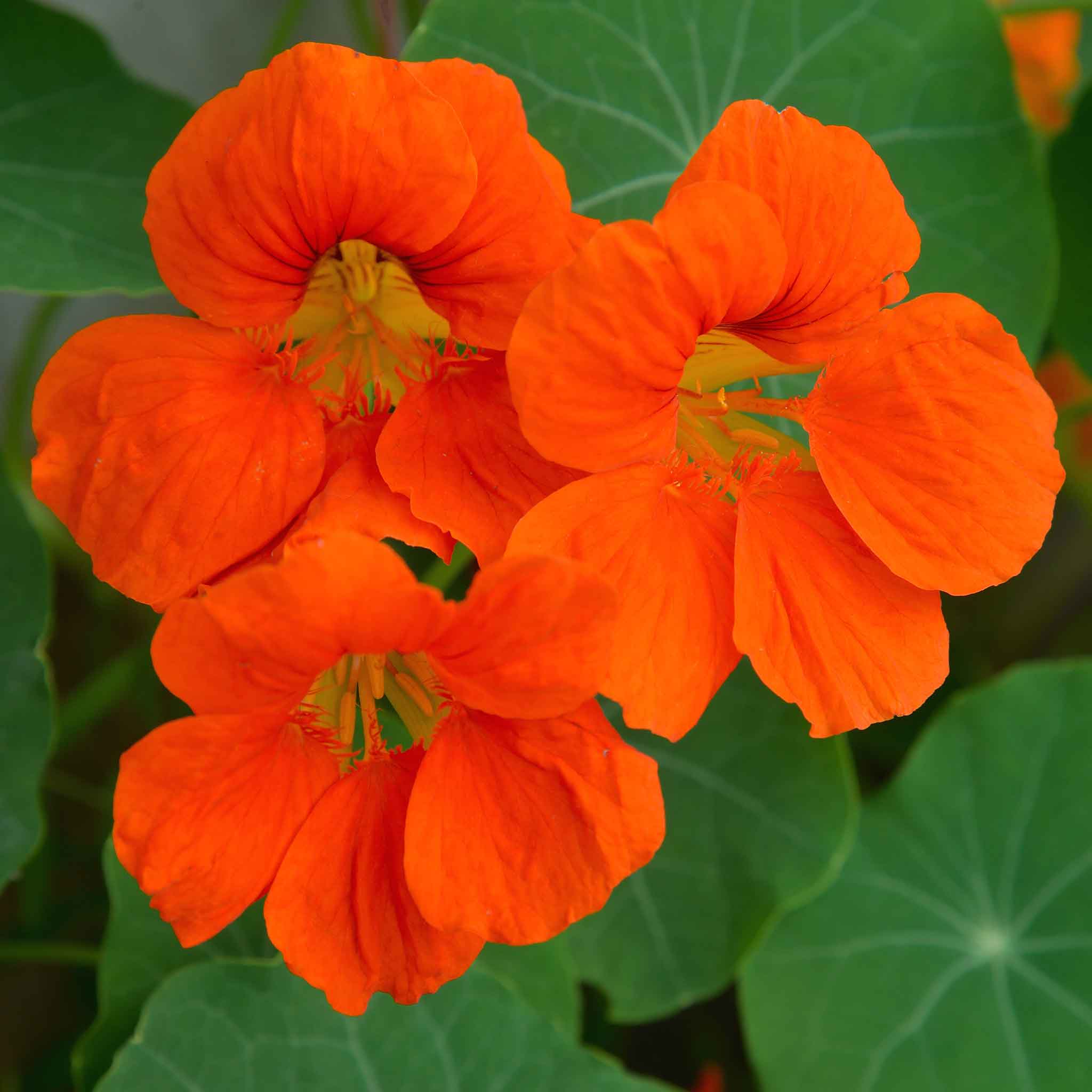 Nasturtium Seeds - Spitfire