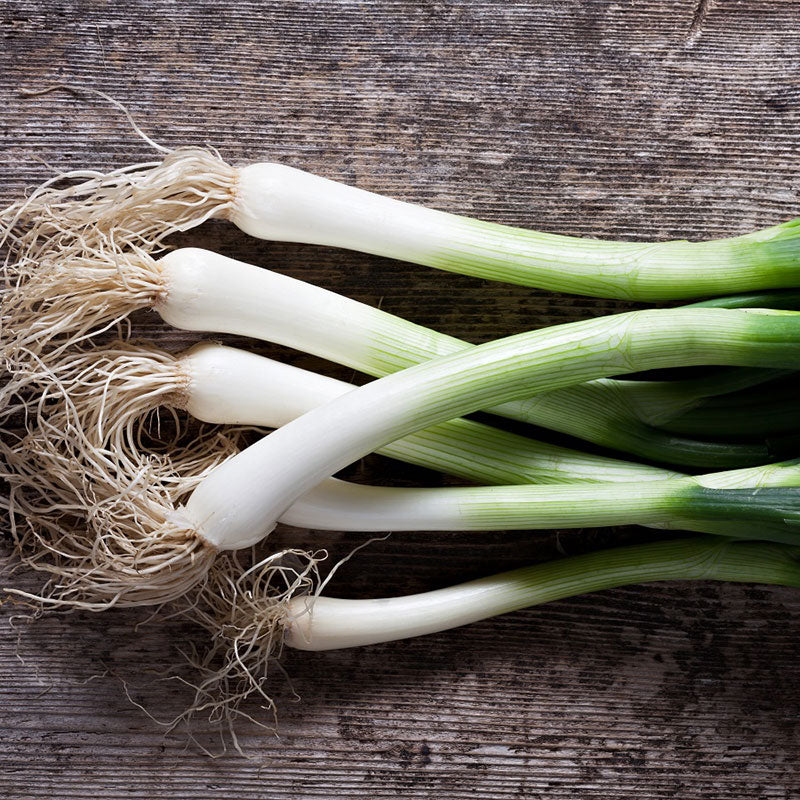 Onion Seeds - Heshiko