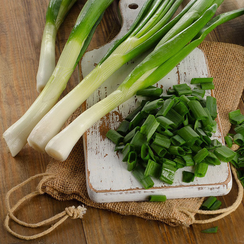 Organic Onion Seeds - Tokyo Long White
