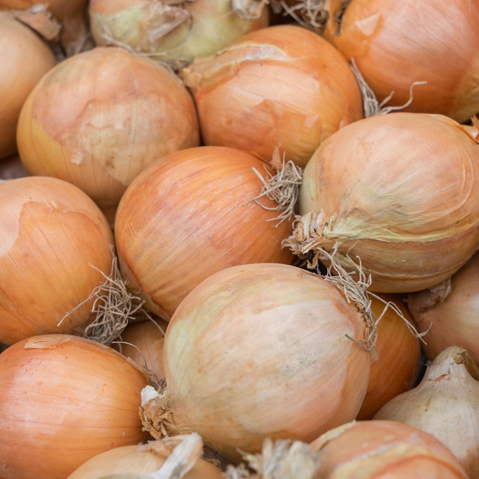Organic Onion Seeds - Yellow Sweet Spanish