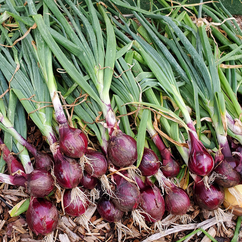 Onion Seeds - Ruby Red
