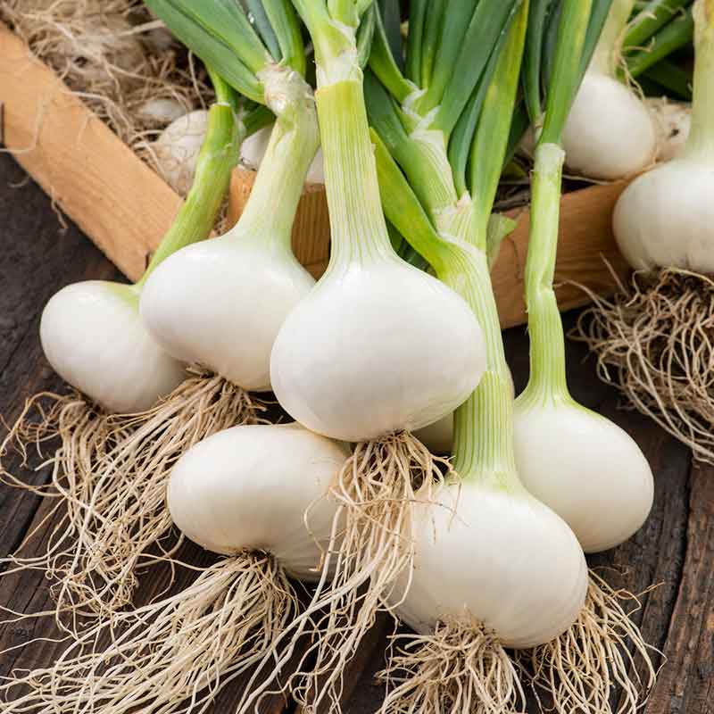 Onion Seeds - Southport White Globe