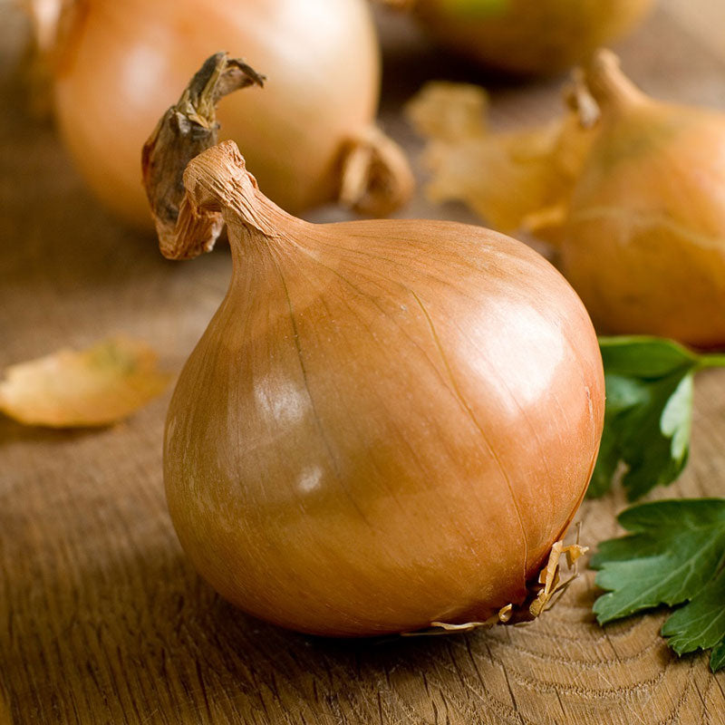 Onion Seeds - Texas Early Grano