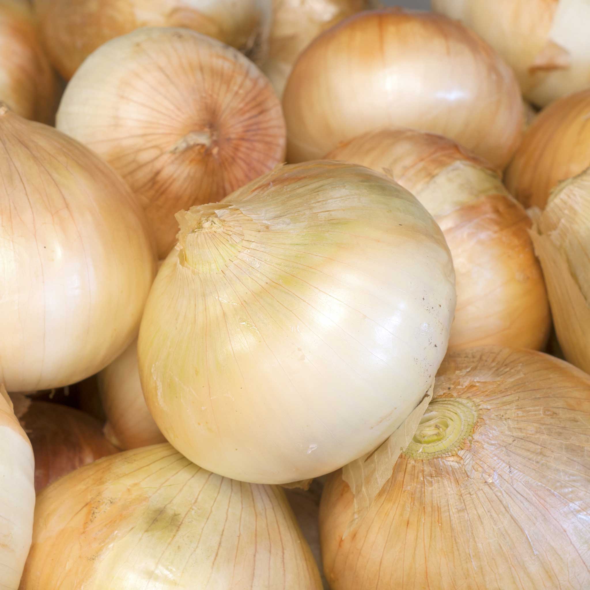 Onion Seeds - Walla Walla Sweet