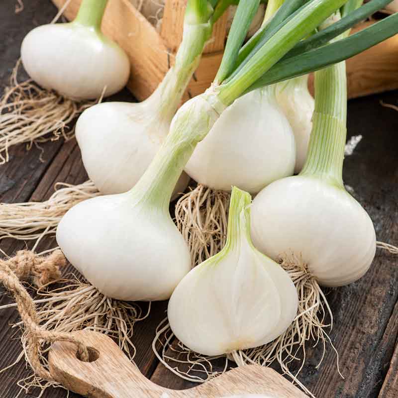 Onion Seeds - White Grano