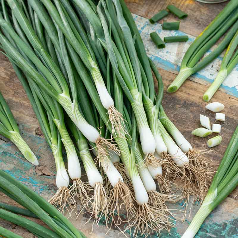 Onion Seeds - White Lisbon