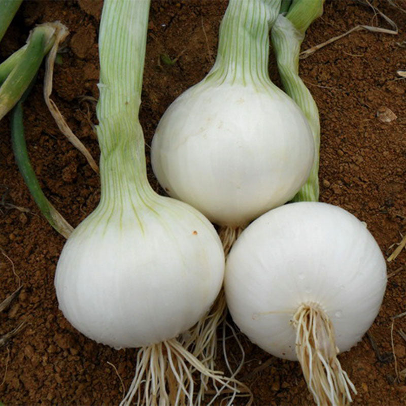 Onion Seeds - White Sweet Spanish