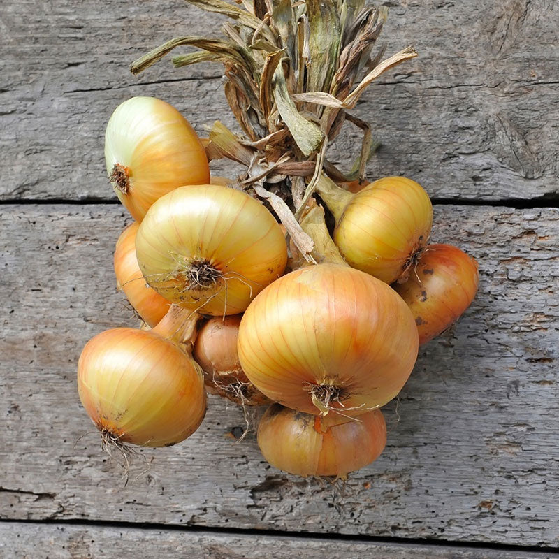 Onion Seeds - Yellow Granex