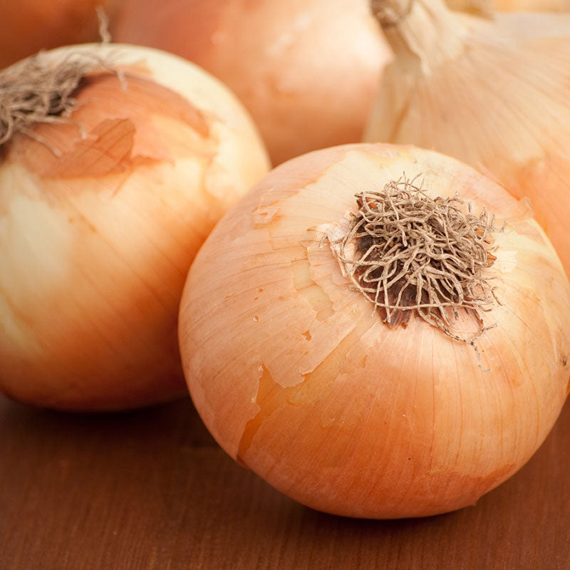 Onion Seeds - Yellow Sweet Spanish