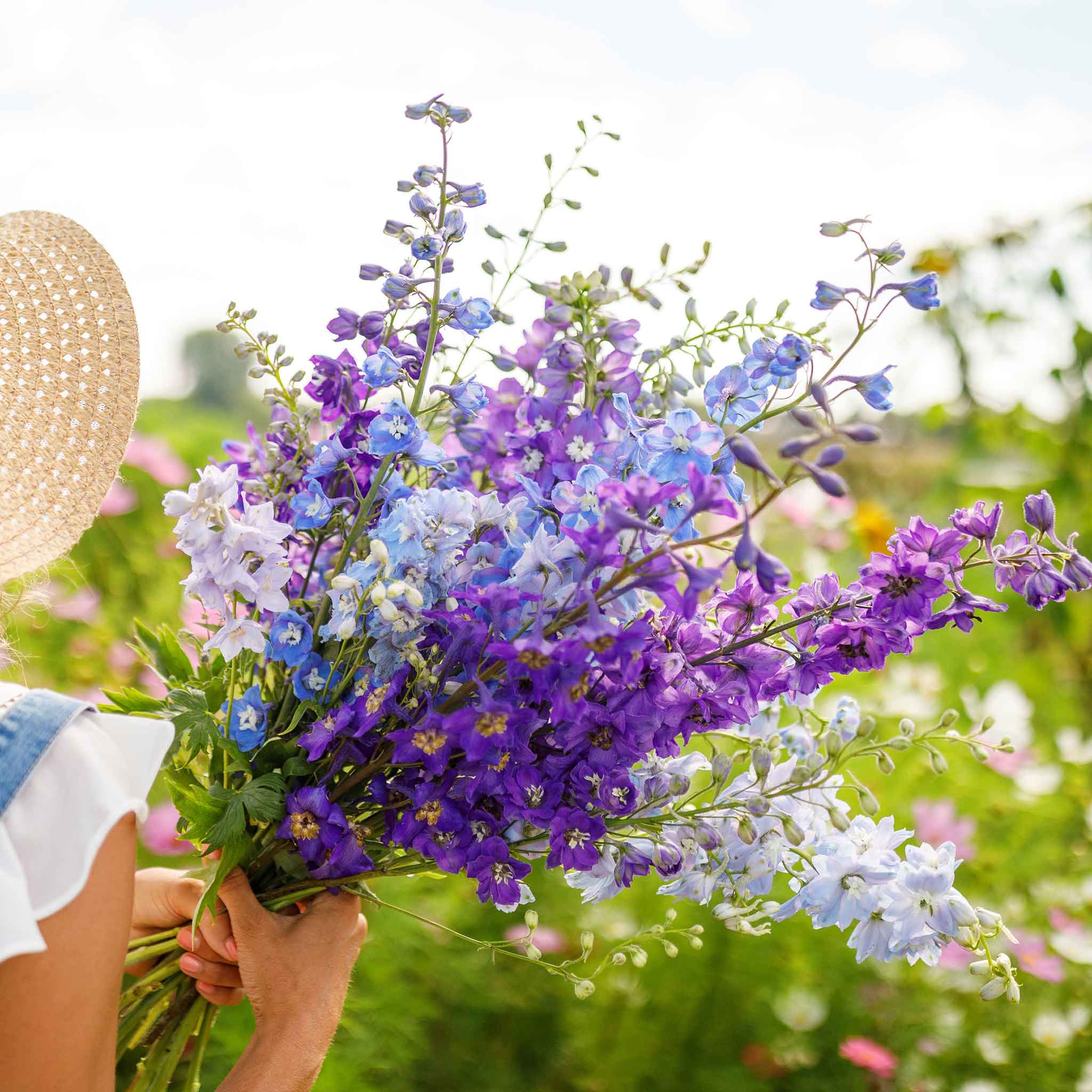 Organic Rocket Larkspur Seeds - Tall Mix