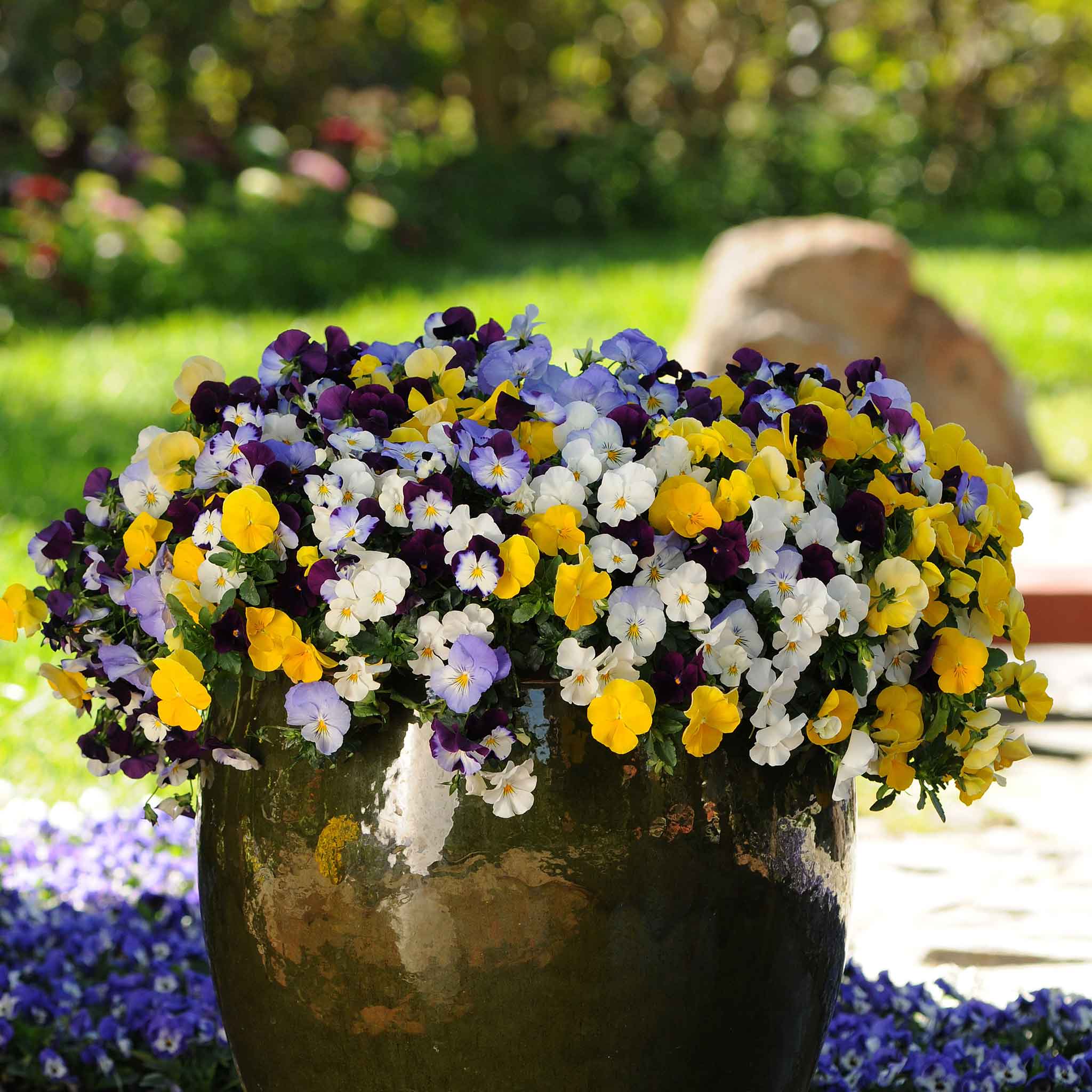 Pansy Seeds - Cool Wave Mix